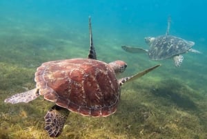 Fra Máncora: Hvalobservation og svømning med havskildpadder