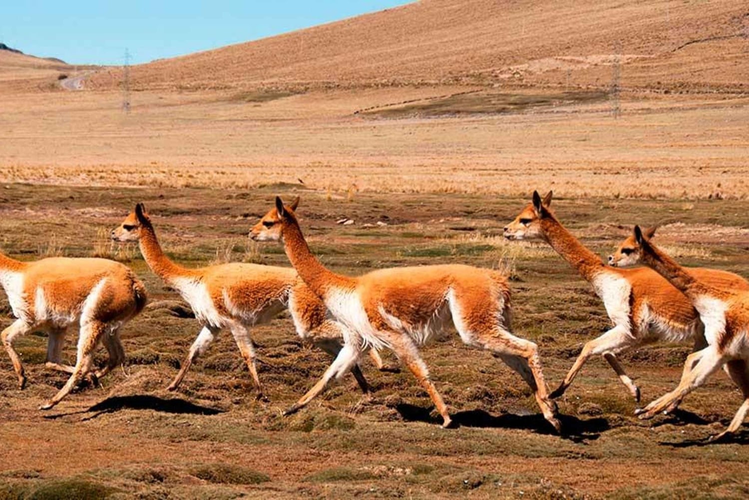 From Nazca || Excursion to Pampa Galeras Barbara D'Achille