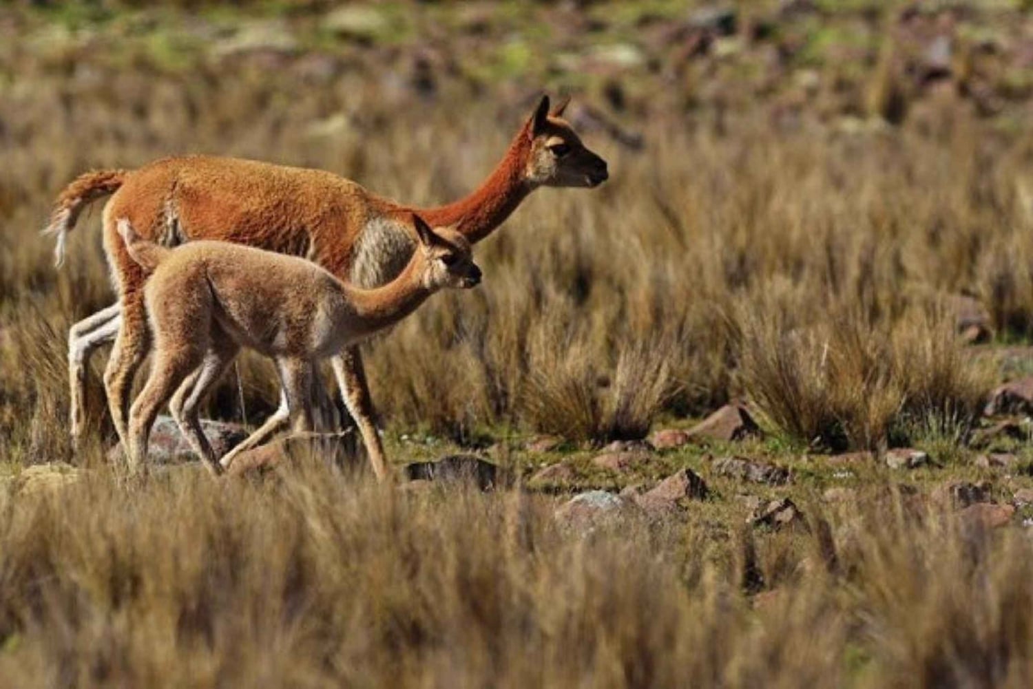 From Nazca || Excursion to Pampa Galeras Barbara D'Achille