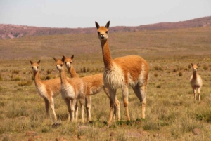 Od Nazca || Wycieczka do Pampa Galeras Barbara D'Achille