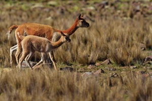 Od Nazca || Wycieczka do Pampa Galeras Barbara D'Achille