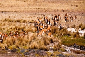From Nazca || Excursion to Pampa Galeras Barbara D'Achille