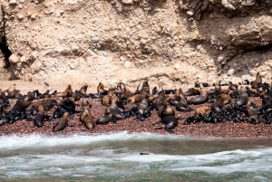 From Paracas: Ballestas Islands tour all Inclusive