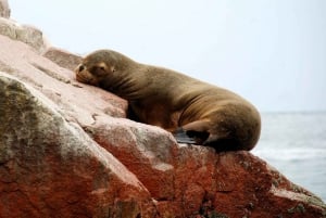 From Paracas: Ballestas Islands tour all Inclusive