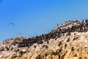 From Paracas: Ballestas Islands tour all Inclusive