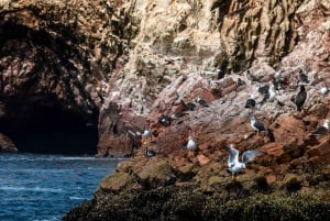 From Paracas: Ballestas Islands tour all Inclusive