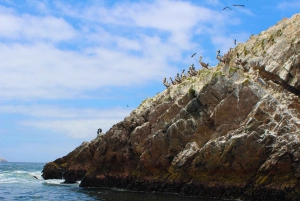 From Paracas: Ballestas Islands tour all Inclusive