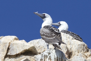 Best tours from Paracas, Peru
