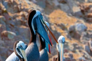 From Paracas: Ballestas Islands Guided Boat Tour