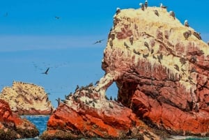 Z Paracas: Wycieczka z przewodnikiem po wyspach Ballestas
