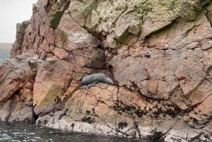 From Paracas: Ballestas Islands Tour + ATV