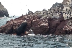 パラカス発：バレスタス島、パラカス、ワカチナ、デューンバギーをご案内します