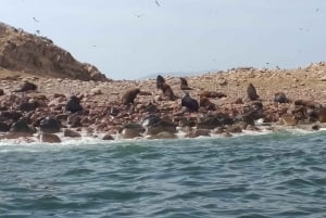 パラカス発：バレスタス島、パラカス、ワカチナ、デューンバギーをご案内します