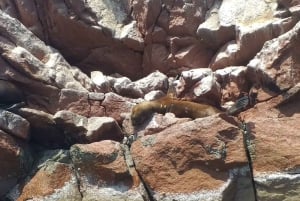 パラカス発：バレスタス島、パラカス、ワカチナ、デューンバギーをご案内します