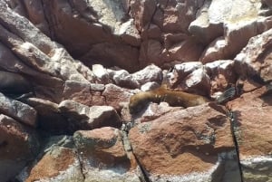 パラカス発：バレスタス島、パラカス、ワカチナ、デューンバギーをご案内します