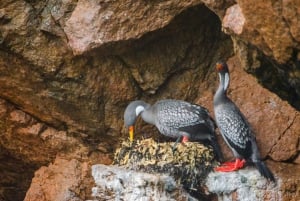 パラカス発：バレスタス島、パラカス、ワカチナ、デューンバギーをご案内します