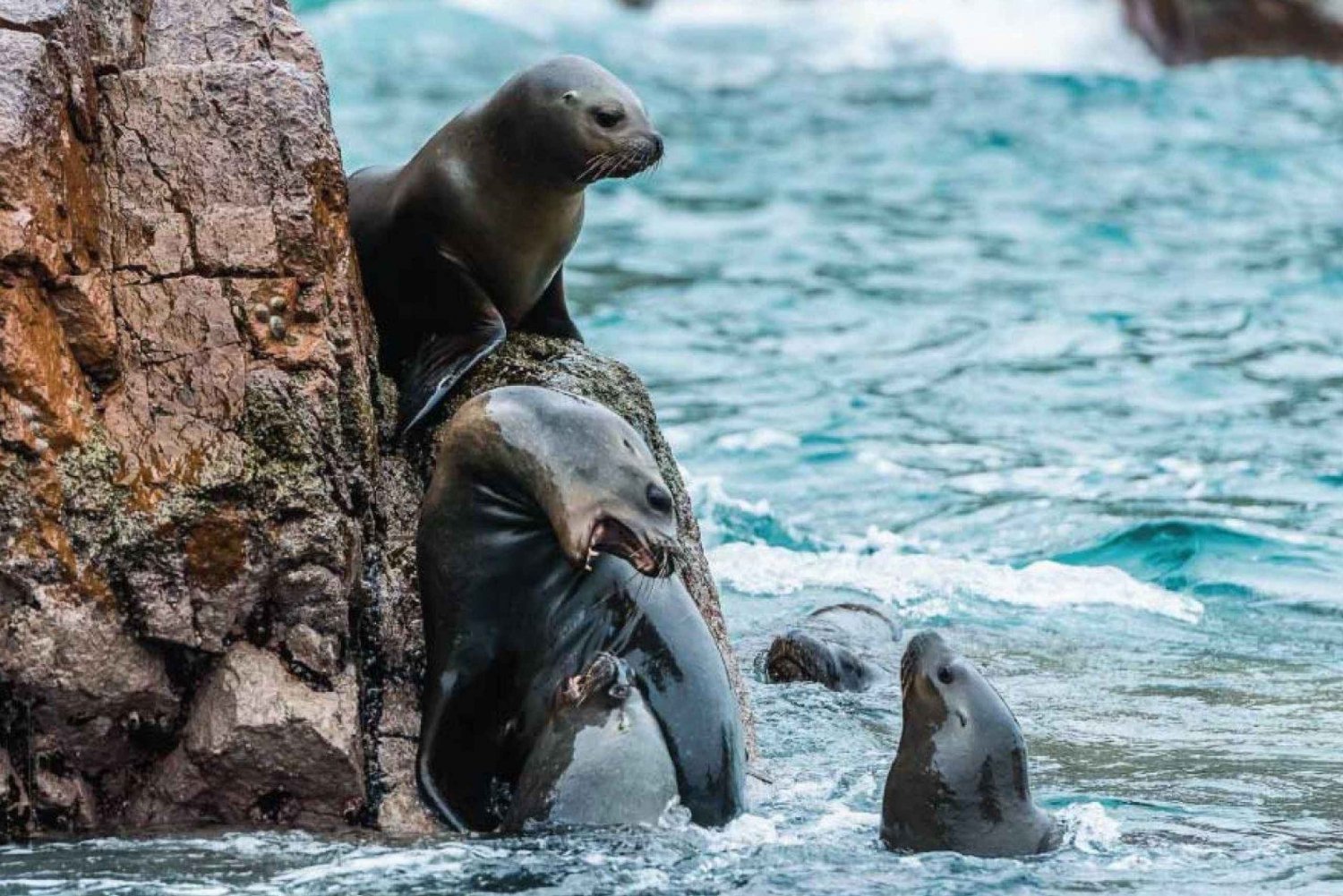 Från Paracas: Guidad båttur till Ballestas-öarna