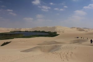 From Paracas: Mini Buggy Tour & Sandboarding at Oasis