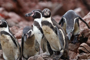 From Paracas: Scenic Boat Tour to Ballestas Island