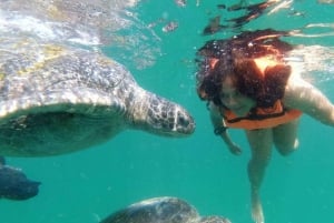 Fra Piura || Udflugt til Mancora + Svømning med skildpadder