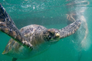 Desde Piura | Excursión a Máncora + Nadar con tortugas