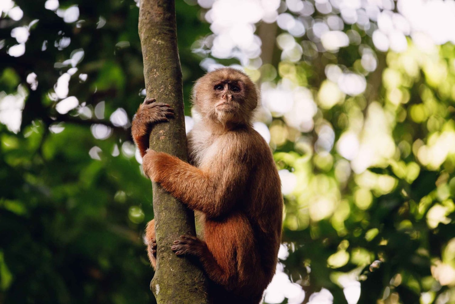 Desde Puerto Maldonado: Excursión de 2 Días por la Selva de Tambopata