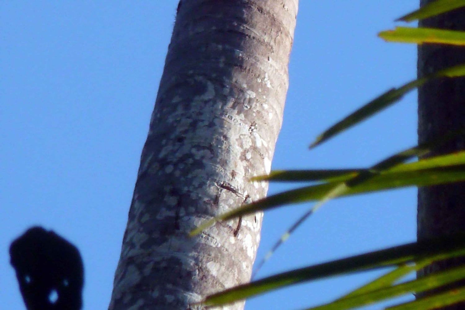 Desde Puerto Maldonado: Excursión de 2 Días por la Selva de Tambopata