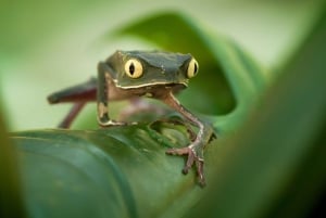 Desde Puerto Maldonado: Excursión de 2 Días por la Selva de Tambopata