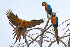 Desde Puerto Maldonado: Excursión de 2 Días por la Selva de Tambopata