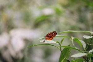 Desde Puerto Maldonado: Excursión de 2 Días por la Selva de Tambopata