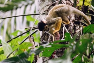 Desde Puerto Maldonado: Excursión de 2 Días por la Selva de Tambopata