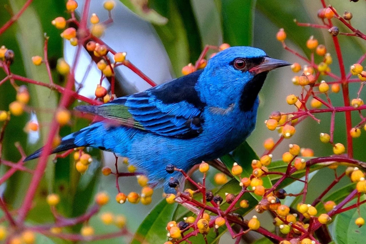 Vanuit Puerto Maldonado: Inkaterra Rainforest Canopy Tour