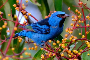 Vanuit Puerto Maldonado: Inkaterra Rainforest Canopy Tour