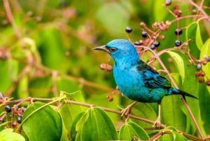 Vanuit Puerto Maldonado: Inkaterra Rainforest Canopy Tour