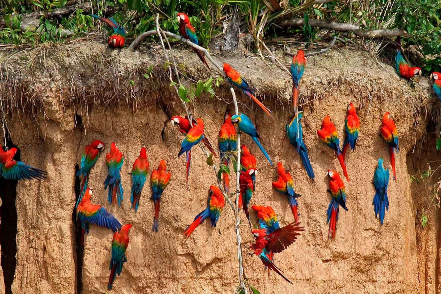 From Puerto Maldonado: Macaw Clay Lick Day Trip + Breakfast