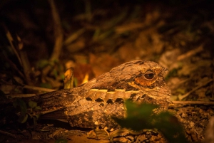 Z Puerto Maldonado: 2-dniowa wycieczka do Rezerwatu Narodowego Tambopata
