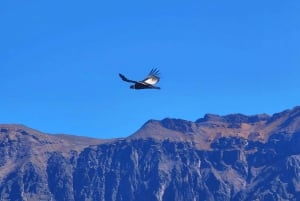 Von Puno: 2-tägige Tour zum Colca Canyon mit Ende in Arequipa