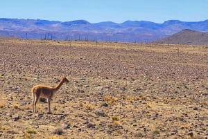 Von Puno: 2-tägige Tour zum Colca Canyon mit Ende in Arequipa