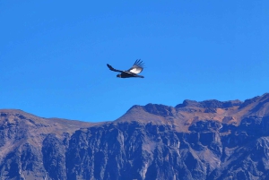 From Puno: 2-Day Tour to Colca Canyon ending in Arequipa