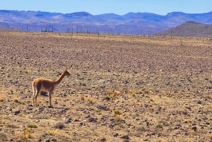 From Puno: 2-Day Tour to Colca Canyon ending in Arequipa