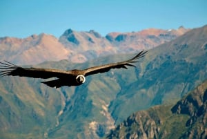 Van Puno: Tour naar de Colca-vallei 2 dagen met transfer naar Arequipa