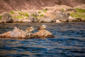 From Puno: Sillustani Half Day Private Tour