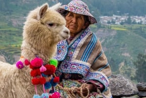 De Puno a Arequipa: Excursión de 2 días/1 noche al Cañón del Colca