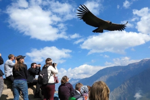 De Puno a Arequipa: Excursión de 2 días/1 noche al Cañón del Colca