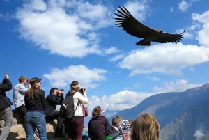 From Puno to Arequipa: 2 Days/1 Night Colca Canyon Tour