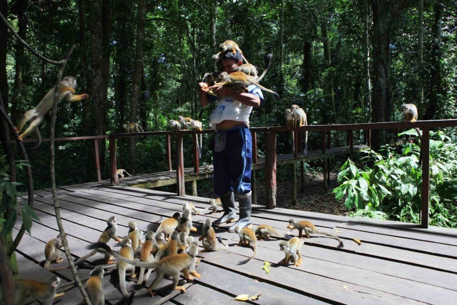 From Sabalillo Jungle Adventure