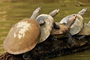 From Sabalillo Jungle Adventure