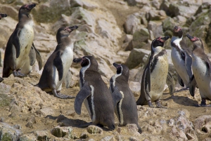 Best tours from Paracas