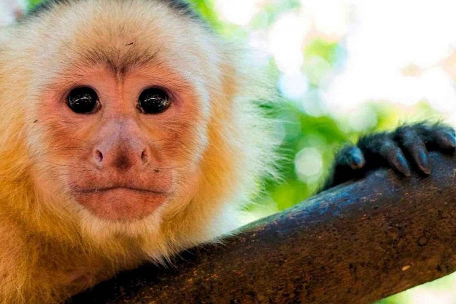 Van Tambopata: Jungletocht door de Amazone en Lake Sandoval 1-Daagse