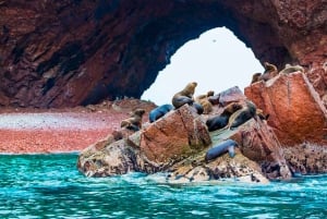 Día completo en las Islas Ballestas y la Reserva Nacional de Paracas